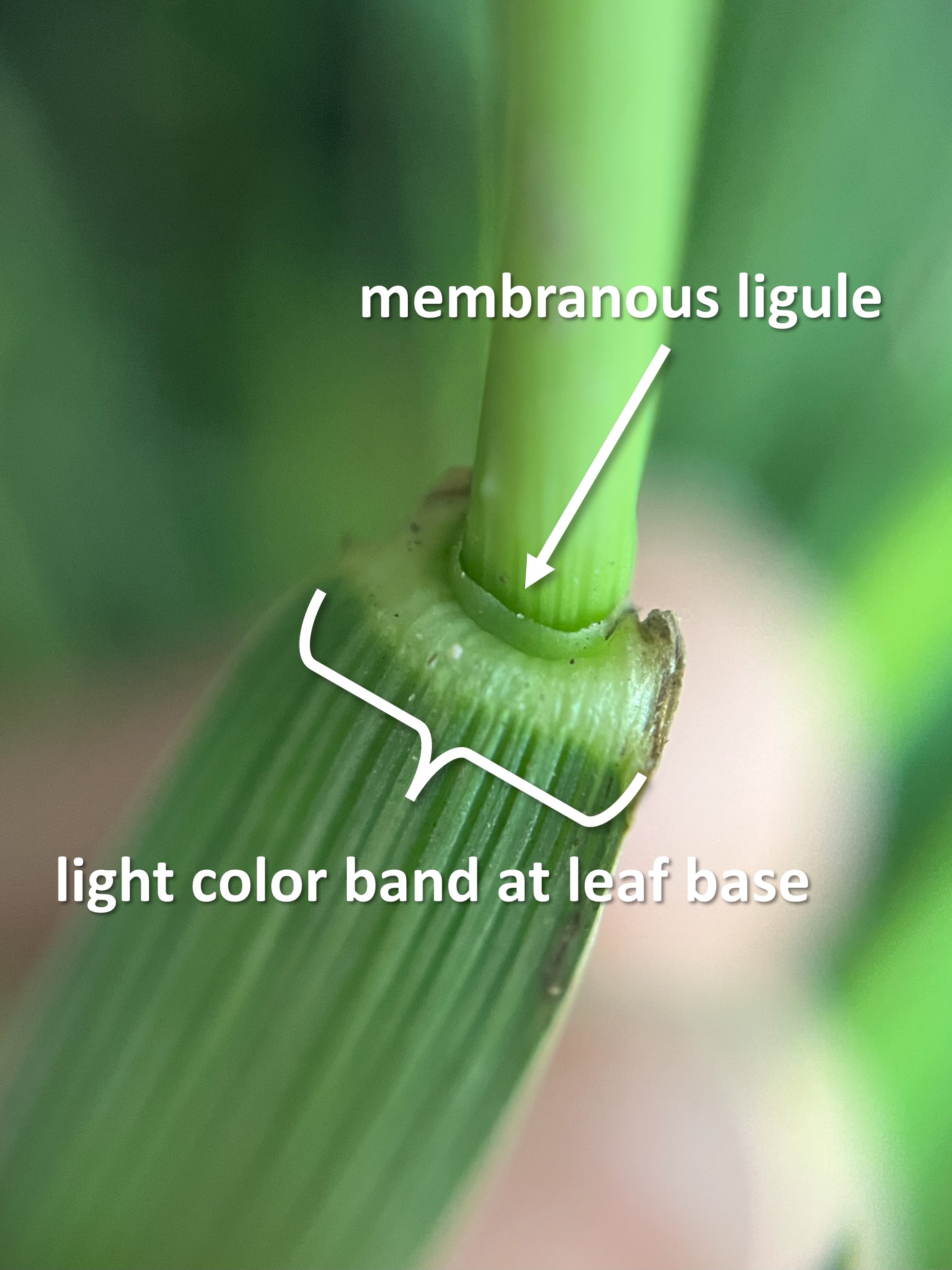 Diagram of tall fescue parts.